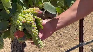 Primitivo Wine Grapes from Winemaking [upl. by Airan]