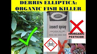 DERRIS ELLIPTICA FISH POISON ORGANIC FISH PESTICIDEORGANIC FISH FARMINGPISCICIDEFISH KILL2020 [upl. by Lura]