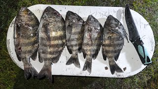 Spearing Sheepshead In Ft Pierce Catch Clean amp Cook [upl. by Occor]