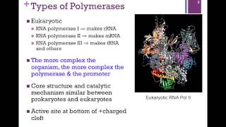 178RNA Polymerase Structure [upl. by Eecrad694]