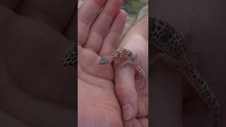 CUTE Banded Gecko wildlife reptiles gecko [upl. by Swithbart]