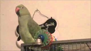 Indian Ringneck Parrot 1 yr talking [upl. by Weitman]