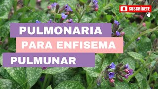 Pulmonaria para enfisema pulmonar [upl. by Matthieu19]