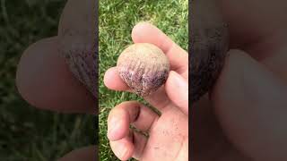 mushroom egg reveal 😮 what’s inside foraging mycology mushroomhunting [upl. by Aneeram]