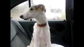 Borzoi puppy talking a lot about how cute he is [upl. by Tullius]