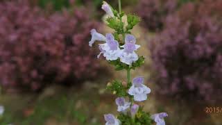 Clinopodium nepeta synonym Calamintha nepeta known as lesser calamint [upl. by Dyke]