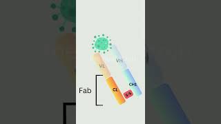 Antibody  Immunoglobulin structure and function  animation  science immunology [upl. by Donal784]