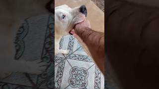 Meu Companheirinho🐶dogoargentino memes pets [upl. by Berardo932]