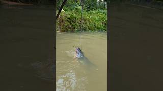 Unbelievable Stump Hook Challenge Fishing Videofishfishvideoshorts [upl. by Allicsirp]