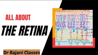 The Retina l Physiology l Layers l Rods amp Cones l Function l Retinal Disorders l Simplified [upl. by Hiram823]