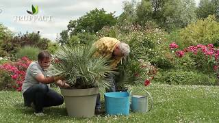 Comment planter un palmier chamaerops humilis au jardin ou en pot   Truffaut [upl. by Aseneg]