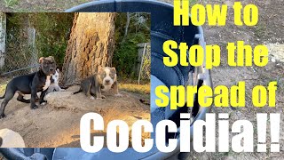 How to STOP the spread of COCCIDIA Pt 1 [upl. by Atinehc]