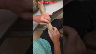 Removal of flying larvae in a German Shepherd dog pets [upl. by Ahtar999]