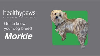 Know Your Dog Breed Morkie [upl. by Ingeberg259]