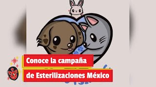 Conoce la campaña de Esterilizaciones México [upl. by Chambers]