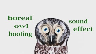 How A Boreal Owl Hooting Sound Loud  Sound Effect  Animation [upl. by Mehetabel]