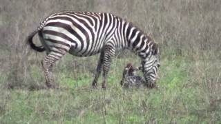 Cute Baby Zebras First Steps Only Minutes After Birth [upl. by Hembree903]