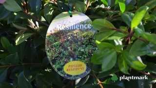 Syzygium australe Resilience Resilience Lillypilly at Plantmark Wholesale Nurseries [upl. by Biondo]