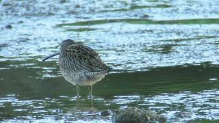 Short billed Dowitcher Paul do Cabo da Praia Terceira Azores September 2024 [upl. by Held]