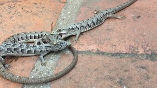 Alligator Lizards Mating season has begun lizards mating naturalhistory LA [upl. by Benjamen]