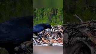 crow attack the eagle baby 😱😱crow vs eagle 🦅bird slowed birdking crowlovers elephantbird 😱😱😱🥺 [upl. by Burrows]