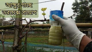 আঙ্গুর গাছে ডরমেক্স ব্যবহার। Use of Dormex in grapevine [upl. by Werd388]