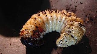 Megasoma actaeon  male pupa and prepupa [upl. by Winou]