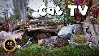 Cat TV for Cats to Watch 🐈  AUTUMN IN THE GARDEN 🐦‍⬛ 4K [upl. by Anahpos812]