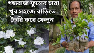 Gardenia Fower Plant Propagation Gardenia Flower Bud Drop  গন্ধরাজ ফুল গাছ তৈরি করুন ডাল থেকে [upl. by Arihaj48]