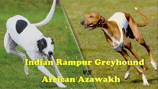 Indian Rampur Greyhound Vs African Azawakh [upl. by Diley526]