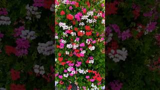 Hanging geranium floweringplants best beautiful [upl. by Gibson]