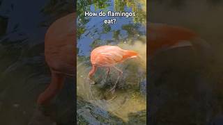 How do flamingos eat It may surprise you [upl. by Aynnat]