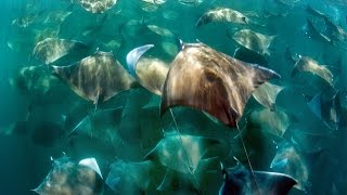 Stingray Migration Swarms Couple In Mexico [upl. by Elyad334]