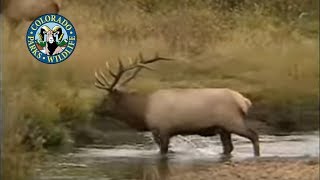 Elk in Colorado Wapiti  More Bugling [upl. by Notlok]