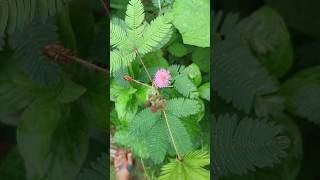 Touch me not ll Mimosa pudica shorts ytshorts chuimui mimosapudica viral gardening trending [upl. by Genesia737]