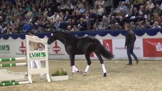 Finest Selection  KampK CUP 2017 Hengststation Lodbergen [upl. by Chipman]