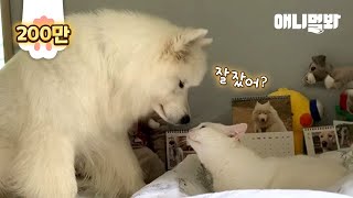 서로가 없으면 못 사는 사모예드와 고양이 l Samoyed Dog And Cat Cant Live Without Each Other [upl. by Vilma885]