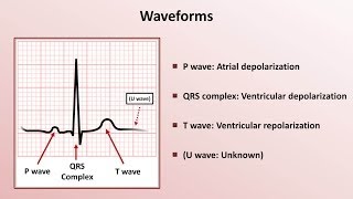 Intro to EKG Interpretation  Waveforms Segments and Intervals [upl. by Naitsirhk]