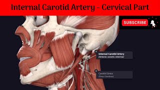 Internal Carotid Artery  Cervical Part Anatomy mbbs education bds headandneckanatomy arteries [upl. by Htiaf]