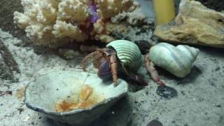 Small Coenobita clypeatus hermit crab eating [upl. by Magdalen173]