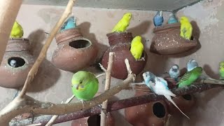 Bajri toton ki colony 🦜 budgies parrot birds birdscolony [upl. by Procto369]