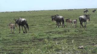 Wildebeest Migration  Serengeti [upl. by Bittencourt]