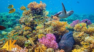 4K Stunning Underwater Wonders of the Red Sea  Colorful Coral Reef Inhabitants  3 HOUR [upl. by Petr399]