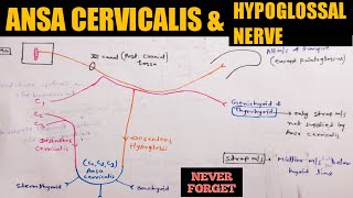 Ansa Cervicalis amp Hypoglossal nerve Cranial nerve [upl. by Hcaz]