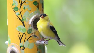 American Goldfinch Song The Most Beautiful Bird Song in the World [upl. by Anoit]