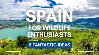 5 Offbeat Activities in Spain for Wildlife Enthusiasts [upl. by Notyard]