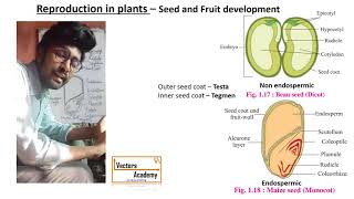 Reproduction in Plants  Lecture 7  Seed and Fruit development [upl. by Charla]