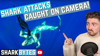 Shark Scientist Reacts to SHARK ATTACK Videos [upl. by Amory720]