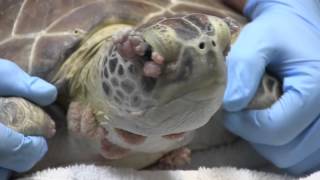 Sea turtles from Florida Keys receive pioneering eye treatment [upl. by Mannie715]