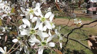 Amelanchier canadensis muchovník kanadský [upl. by Parette]